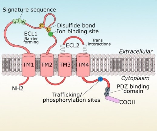 Structure of claudin-5.jpg